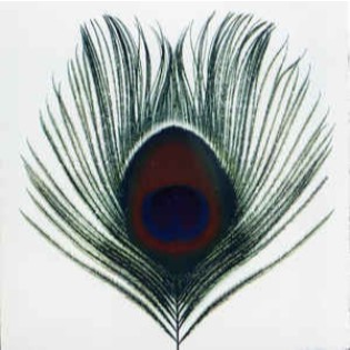 XTC